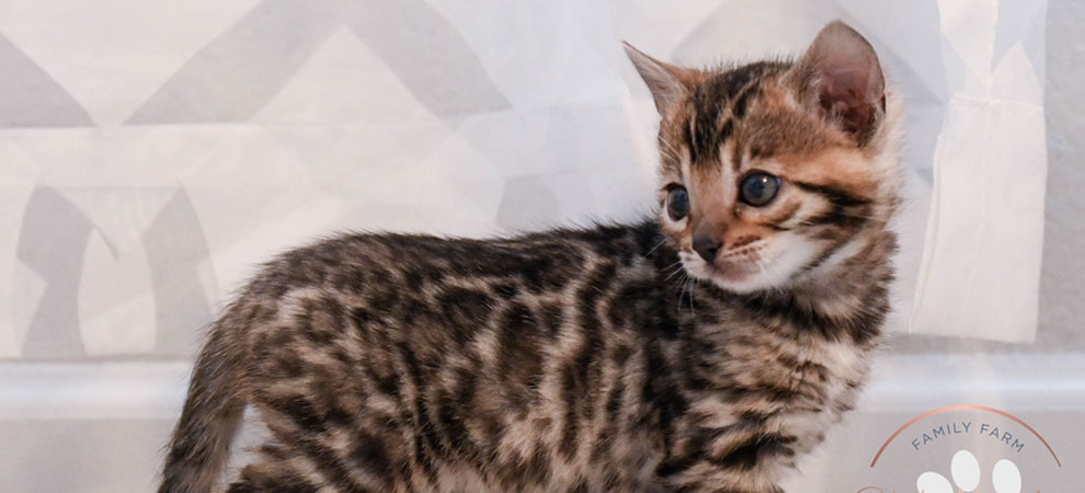 Bengal kitten for sale